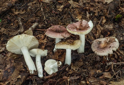 Russula pelargonia