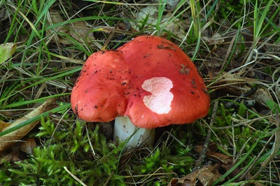 Russula persicina
