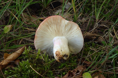 russula-persicina1