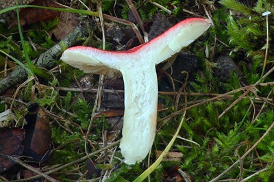 russula-persicina2