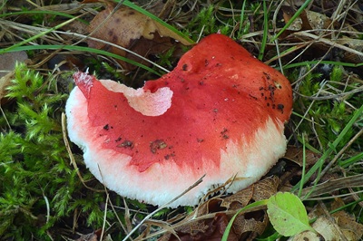russula-persicina3