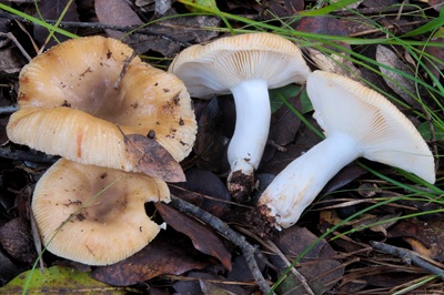 Russula praetervisa