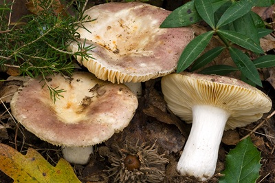 Russula prinophila