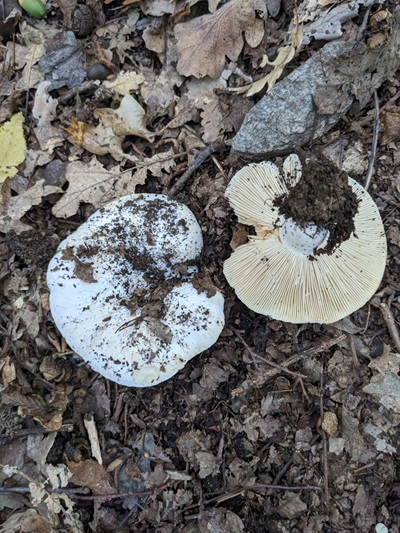Russula pseudodelica