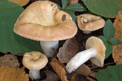 Russula pseudoimpolita