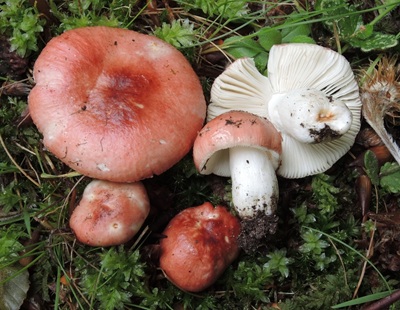 Russula puellula