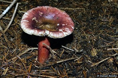 Russula queletii