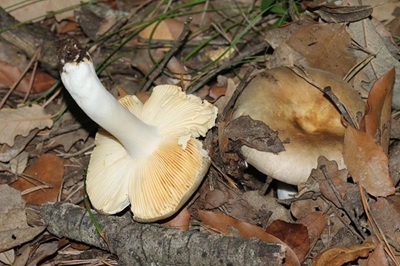 Russula quercilicis
