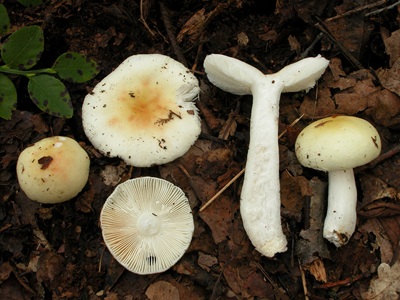 Russula raoultii