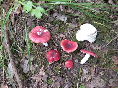 Russula rhodomelanea