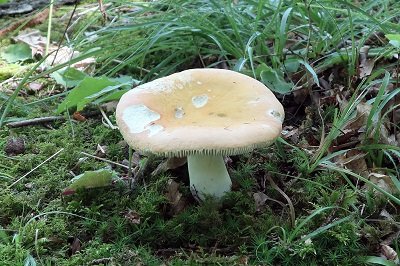 Russula risigallina