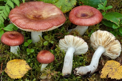 Russula rivulicola