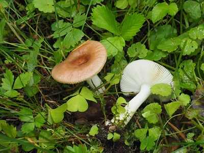 Russula robertii
