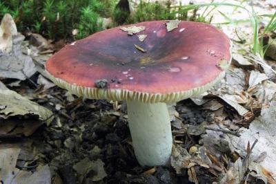 Russula romellii