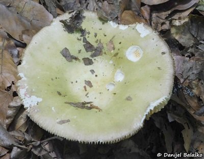 russula-romellii