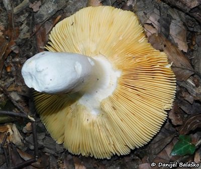 russula-romellii