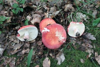 Russula rosea