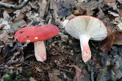 russula-rosea