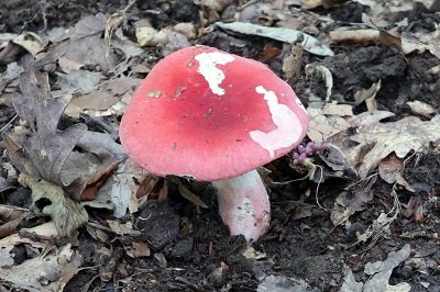 russula-rosea