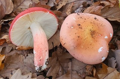 russula-rosea