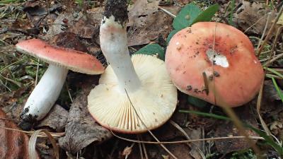 Russula roseipes