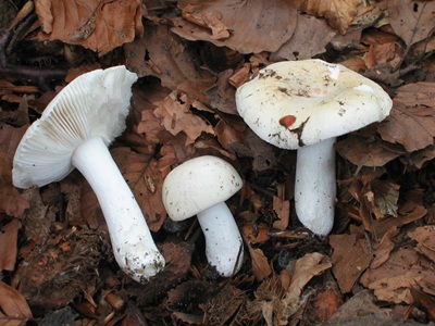 Russula roseoaurantia