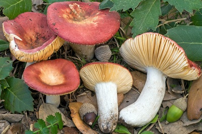 Russula rutila