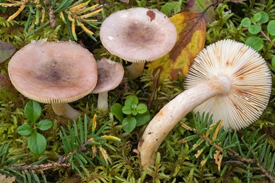 Russula sapinea