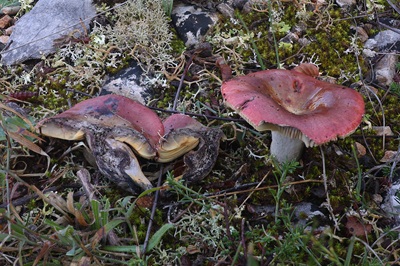Russula seperina