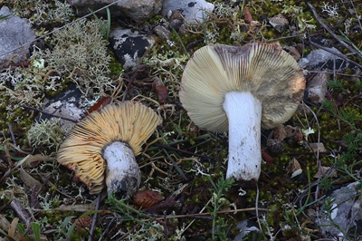 russula-seperina1