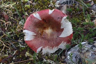 russula-seperina3