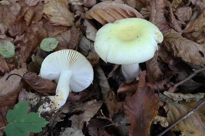 Russula solaris