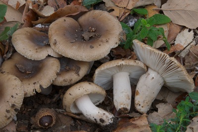 Russula sororia