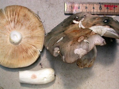 Russula stenotricha