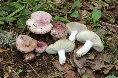 Russula subazurea