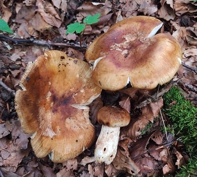 Russula subfoetens