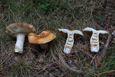 russula-subfoetens1