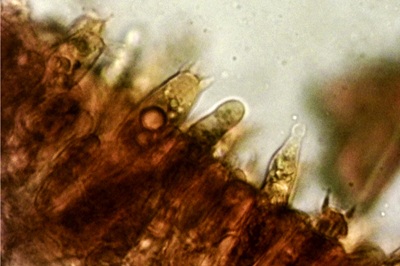 russula-subfoetens10