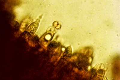 russula-subfoetens12