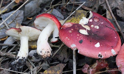 Russula subrubens