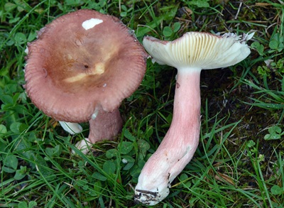 Russula taigarum