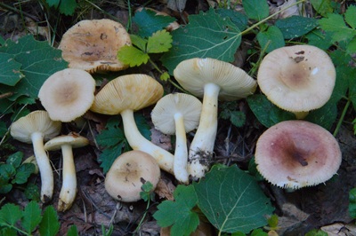 Russula terenopus