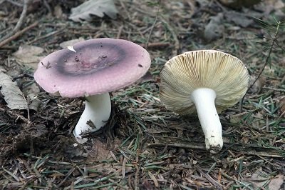 Russula turci