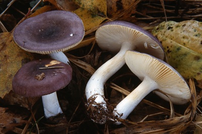 Russula unicolor