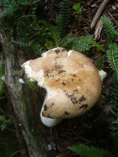 Russula versatilis