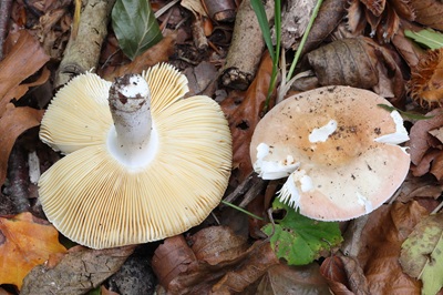 Russula veternosa