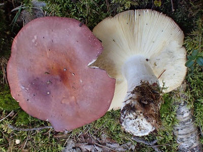 Russula vinosa