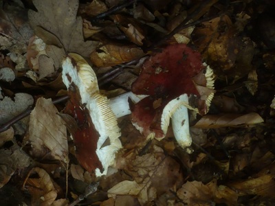Russula vinosopurpurea