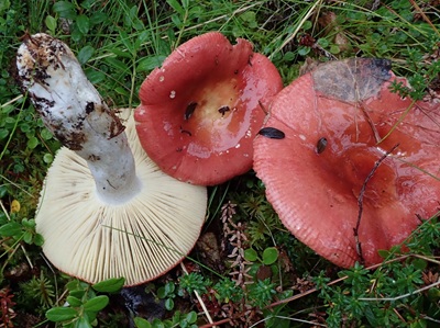 Russula vinososordida