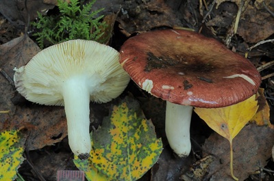 Russula violaceoincarnata